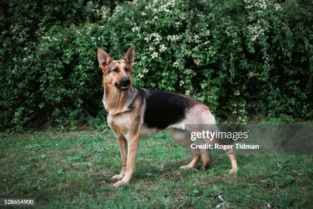 alsation dog - german shepherd 個照片及圖片檔
