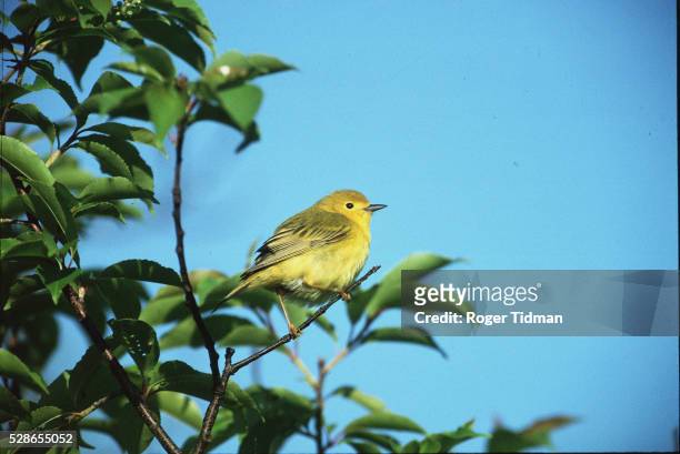 yellow warbler - chipe amarillo fotografías e imágenes de stock