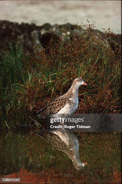 A Small Ruff Female Ruff Photos and Premium High Res Pictures - Getty Images