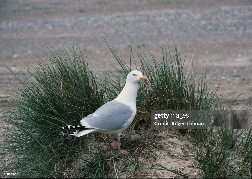 Herring Gull's Nest