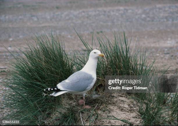 herring gull's nest - herring gull stock pictures, royalty-free photos & images