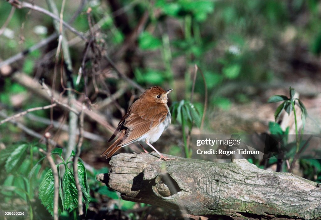 Veery