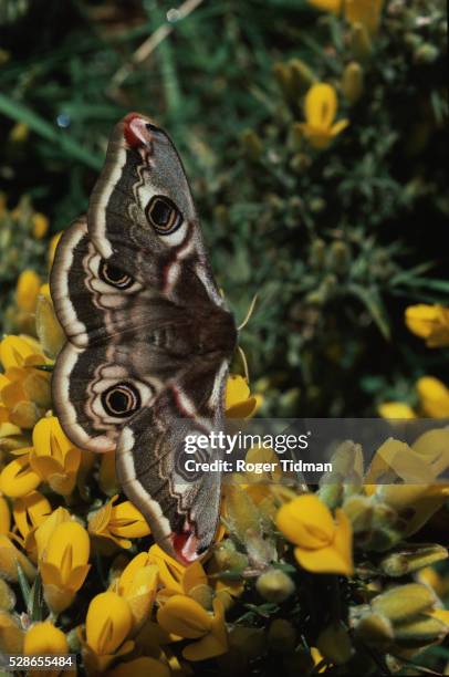 an emperor moth - lasiocampidae stock pictures, royalty-free photos & images