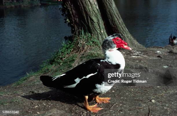 muscovy duck - muscovy duck stock pictures, royalty-free photos & images