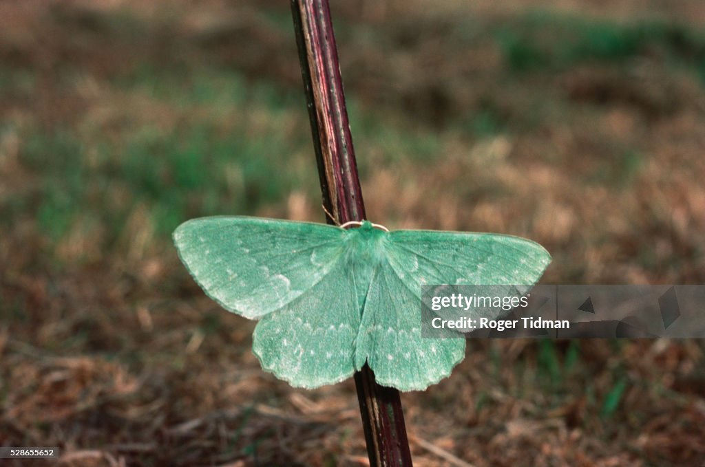 Large Emerald Moth