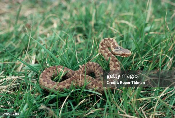 a young adder - adder stock pictures, royalty-free photos & images