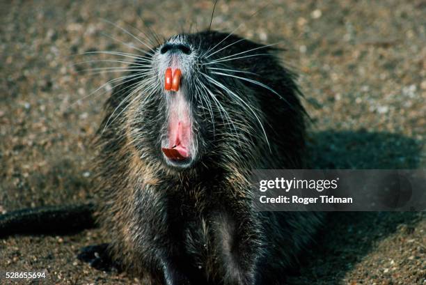 coypu yawning - nutria stock pictures, royalty-free photos & images