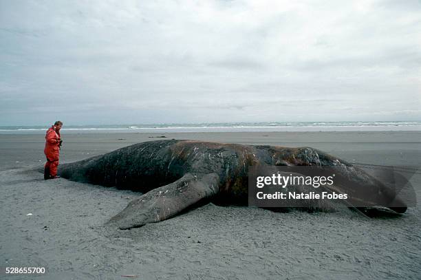 Dead gray whale lies on the beach of Kodiak Island, Alaska, USA, after the Exxon Valdez oil spill, 1989.