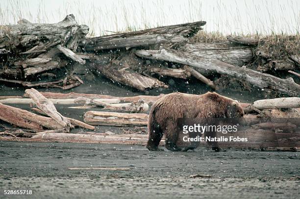Brown bear walks along an oil-covered beach in Alaska, USA, after the Exxon Valdez oil spill, 1989.
