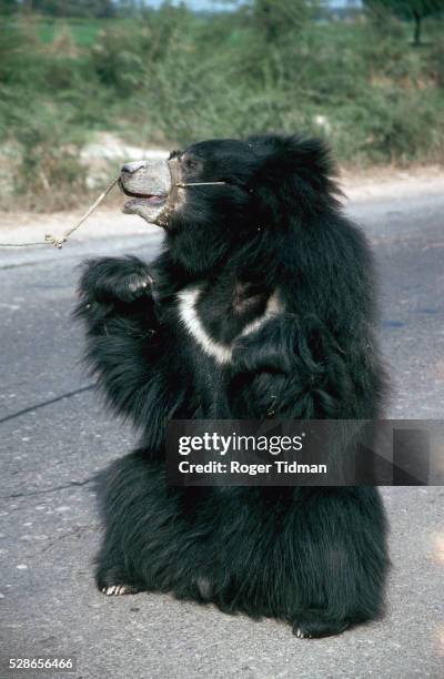 performing sloth bear - sloth bear stock pictures, royalty-free photos & images