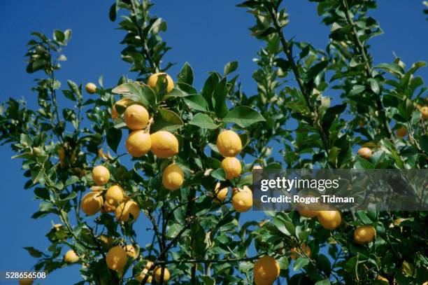 lemon tree bearing fruit - citrus limon foto e immagini stock