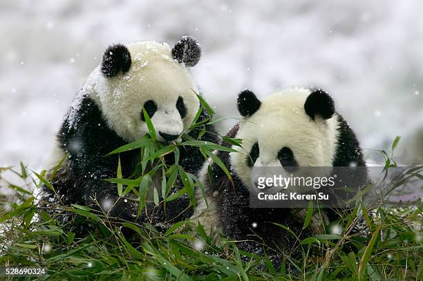 giant panda cubs in snowfall - panda gigante imagens e fotografias de stock
