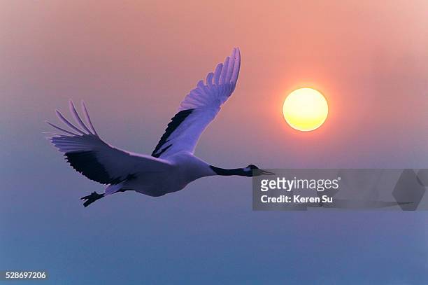 red-crowned crane in flight at sunset - japanese crane stock pictures, royalty-free photos & images