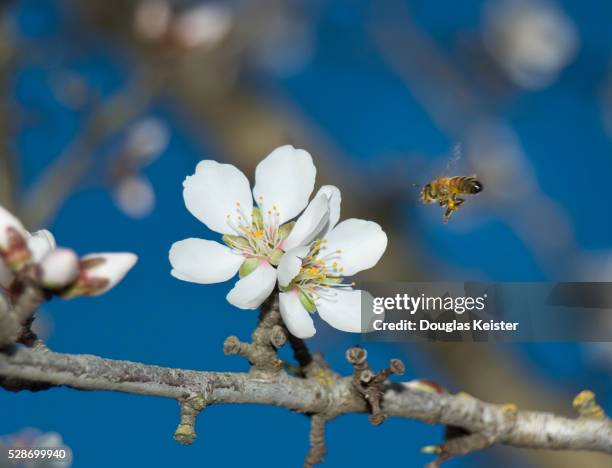 bee approaching blossom on almond tree - almond tree photos et images de collection