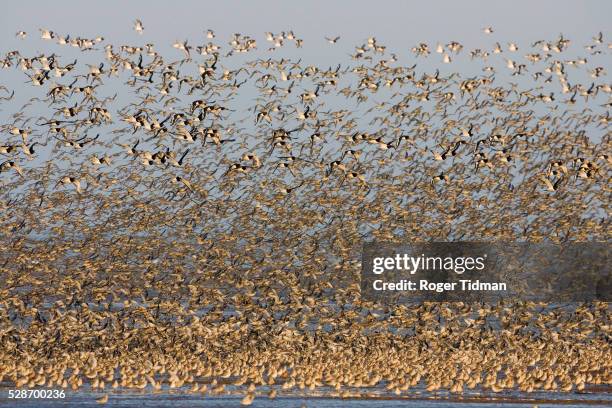 dense flock of calidris and oystercatchers - 英 ノーフォーク州 ストックフォトと画像