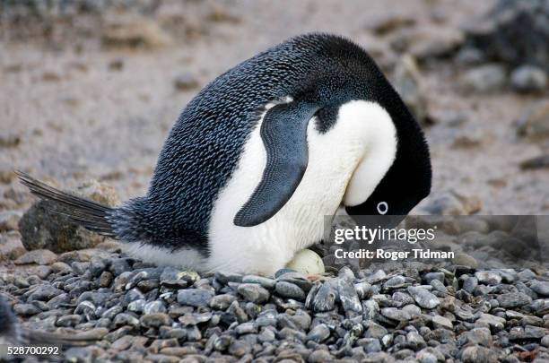 adelie penguin sitting on nest - nid d'oiseau photos et images de collection