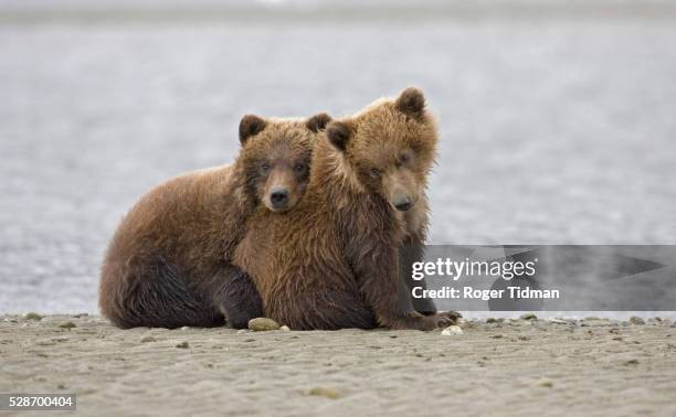 brown bear cubs at hallo bay in alaska - bear hug image stock pictures, royalty-free photos & images