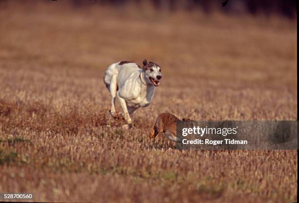 greyhound coursing a hare - hare stock pictures, royalty-free photos & images