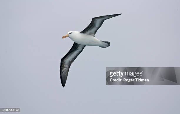 black-browed albatross in flight - albatross stock pictures, royalty-free photos & images