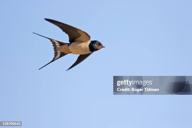 adult barn swallow in flight - volare foto e immagini stock