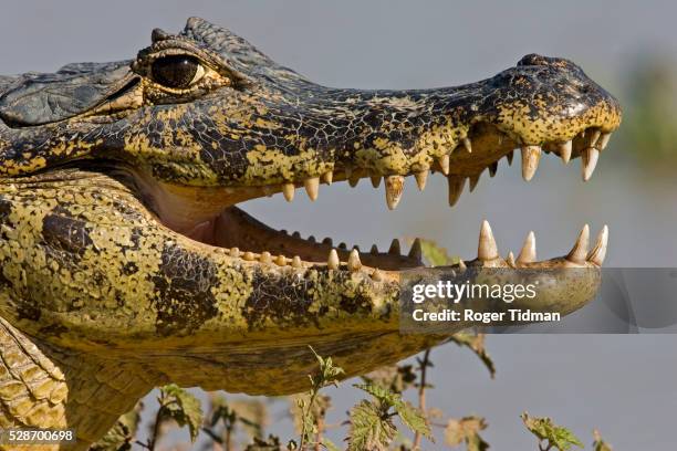 spectacled caiman - caiman stock pictures, royalty-free photos & images