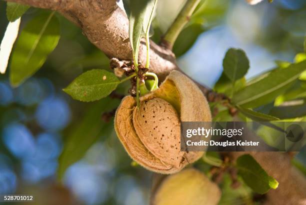 ripening almonds on tree - almond branch stock pictures, royalty-free photos & images