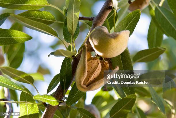 ripening almonds on tree - almond tree photos et images de collection