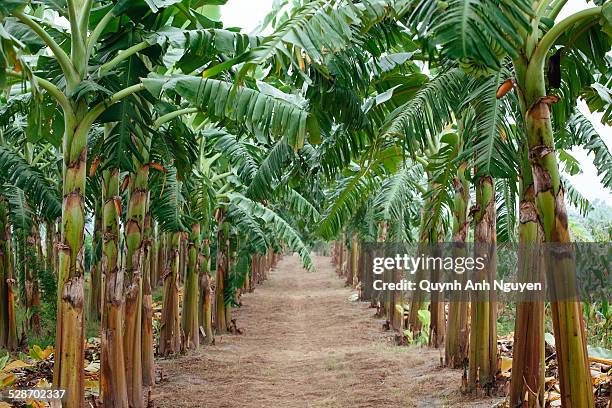 banana plantation, vietnam - bananenstaude stock-fotos und bilder