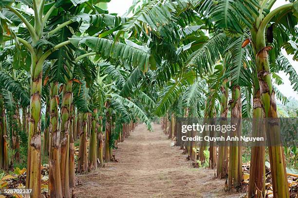 banana plantation, vietnam - bananenplant stockfoto's en -beelden