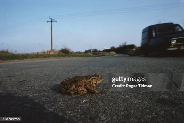 Toad Ribbington 582 British Toad Stock Photos, High-Res Pictures, and Images - Getty Images