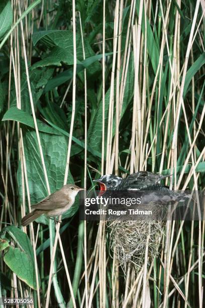 reed warbler feeding cuckoo - warbler stock pictures, royalty-free photos & images