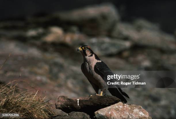 lanner falcon perches on rock - alfaneque imagens e fotografias de stock