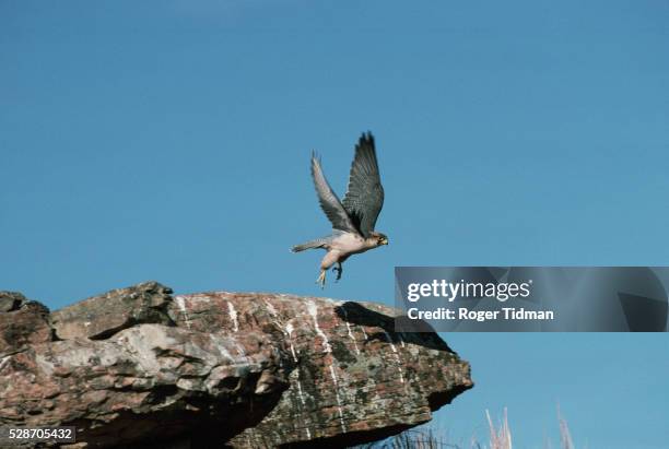 lanner falcon takes off - alfaneque imagens e fotografias de stock