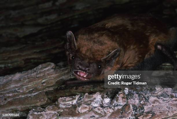 noctule bat with teeth bared - noctule bat stock pictures, royalty-free photos & images