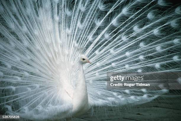 white male common peafowl display - albino animals stock pictures, royalty-free photos & images