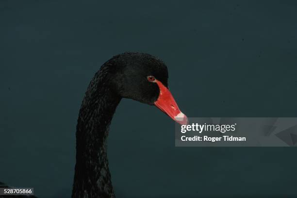 portrait head of a black swan - black swans stock pictures, royalty-free photos & images