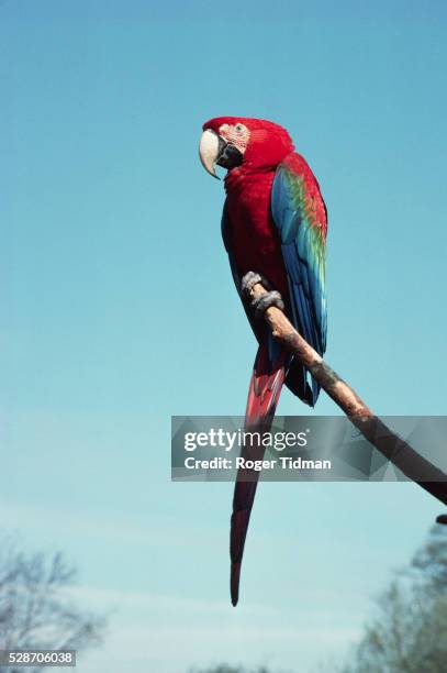 red and green macaw in captivity - arara de asa verde imagens e fotografias de stock