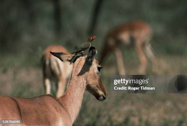 redbilled oxpecker on impala's head - impala stock pictures, royalty-free photos & images