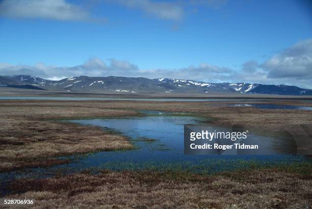 tundra, pools and mountains on wrangel island - île wrangel photos et images de collection