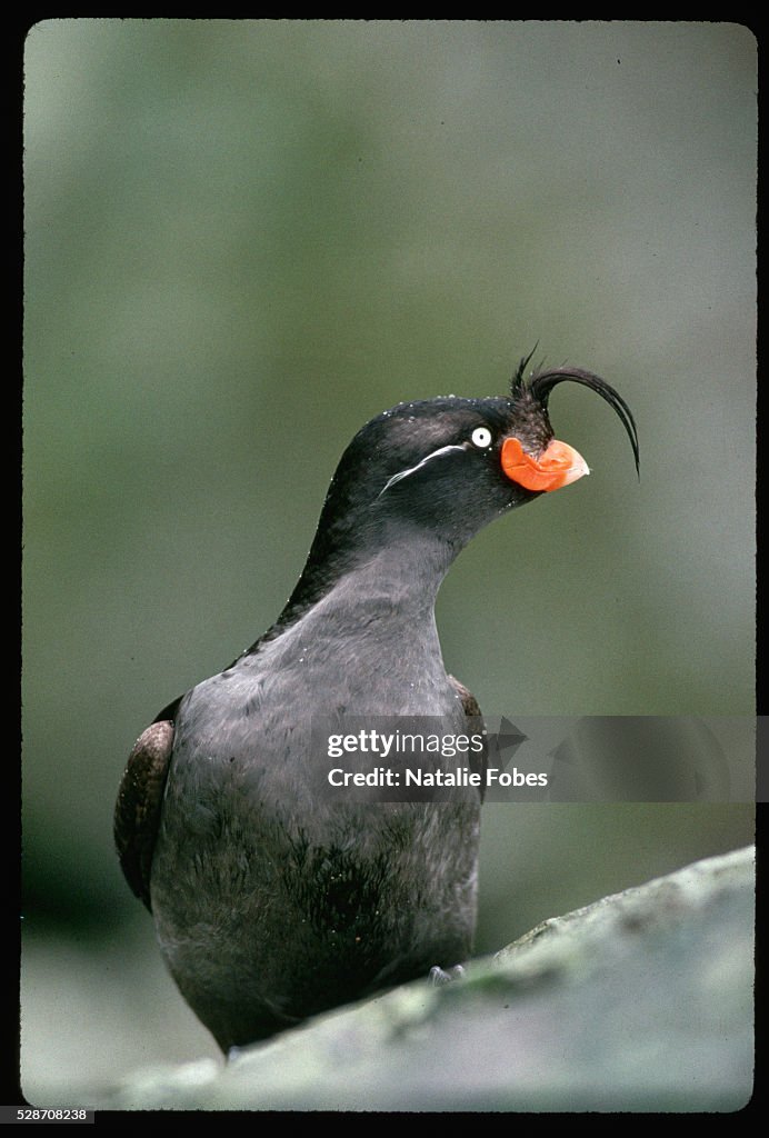 A Crested Auklet