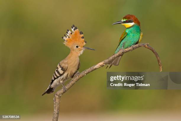 hoopoe and bee-eater birds perching on twig - hoopoe stock pictures, royalty-free photos & images