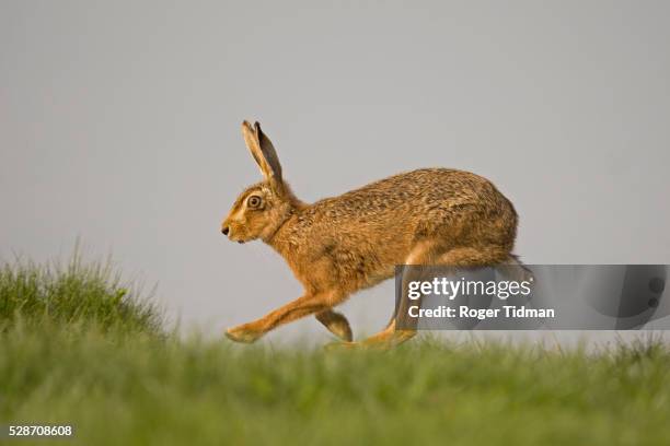 brown hare running - brown hare stockfoto's en -beelden