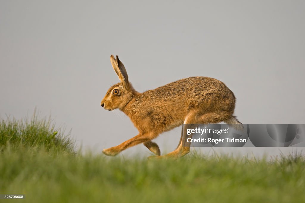 Brown hare running