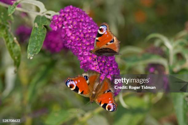 peacock butterflies on butterfly bush - butterfly bush stock pictures, royalty-free photos & images