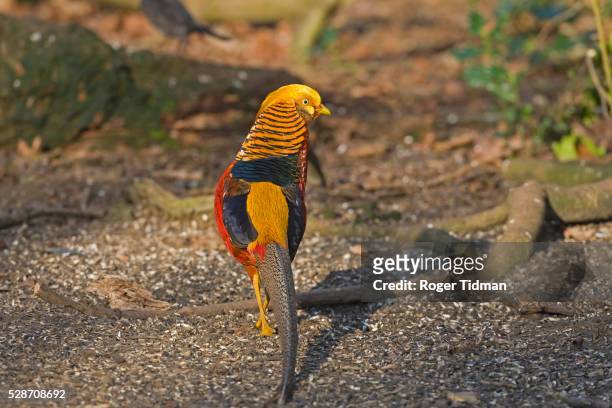 male golden pheasant - pheasant bird stock pictures, royalty-free photos & images