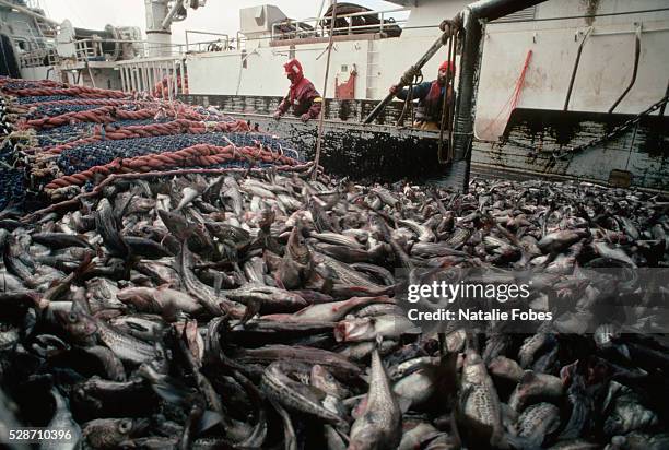 pollack catch on deck of factory trawler - industria de la pesca fotografías e imágenes de stock