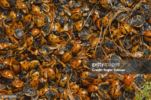 pile of dead seven-spot ladybirds - seven spot ladybird stock pictures, royalty-free photos & images