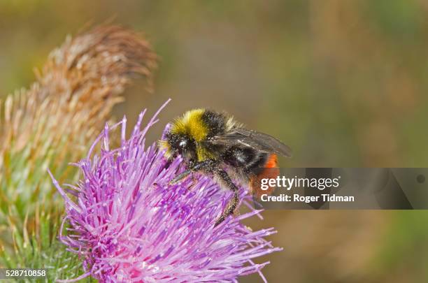 male red-tailed bumblebee on thistle - bumble bee stock pictures, royalty-free photos & images