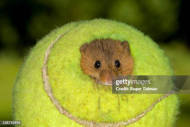 harvest mouse in nest inside tennis ball - bola de tenis fotografías e imágenes de stock