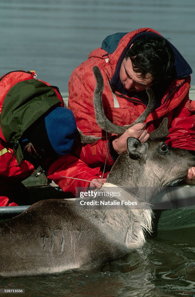 Scientists Putting Radio Collars on Caribou